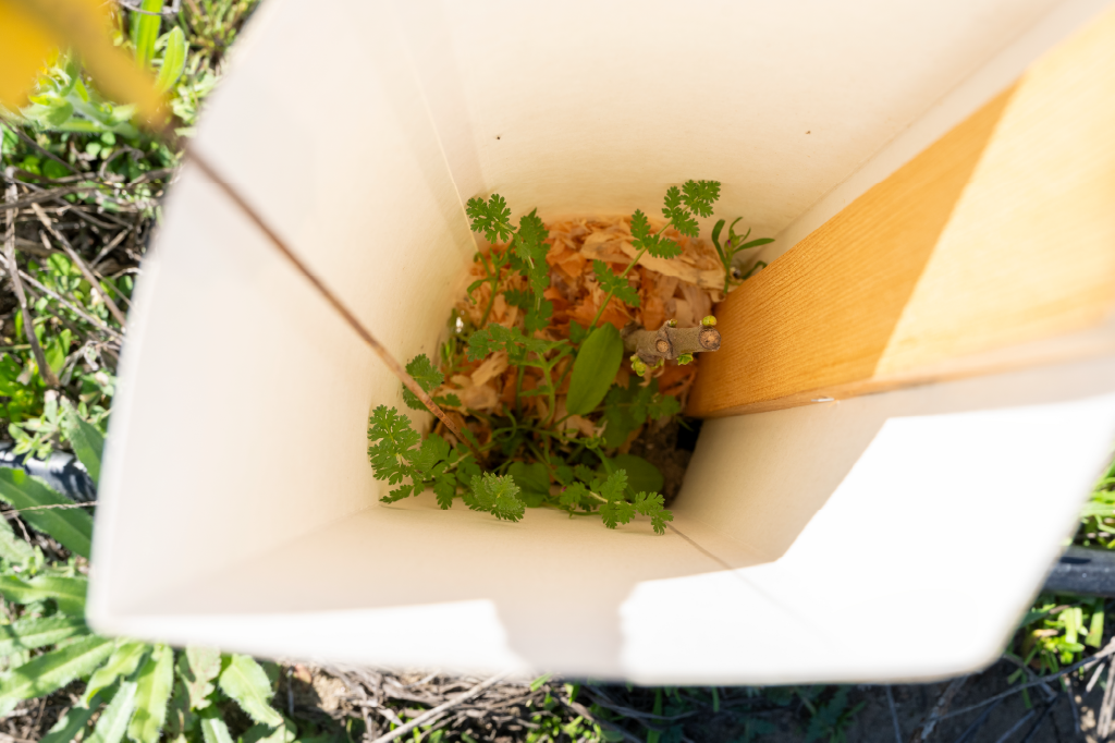 Wetlands restoration with native CA plants at Dos Rios