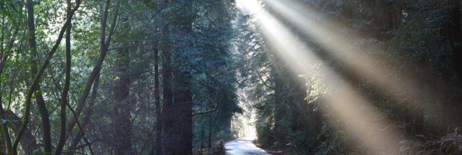 California State Park Week kicks off at Samuel P. Taylor State Park